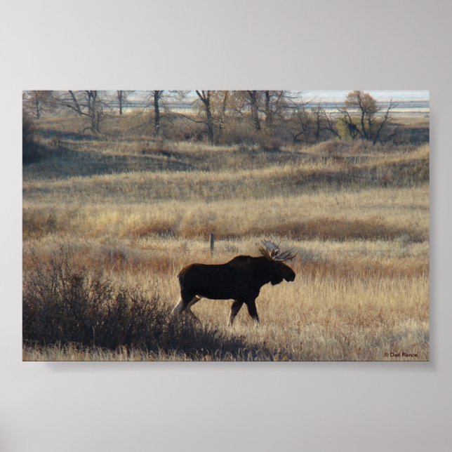 Poster Alce M5 nos Sand Hills (Frente)
