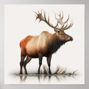 Poster Alce Macho