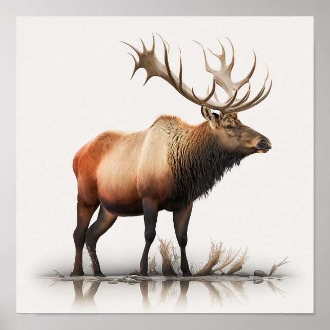 Poster Alce Macho (Frente)