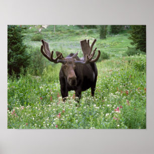 Póster Alce macho Alces alces) em flores silvestres,