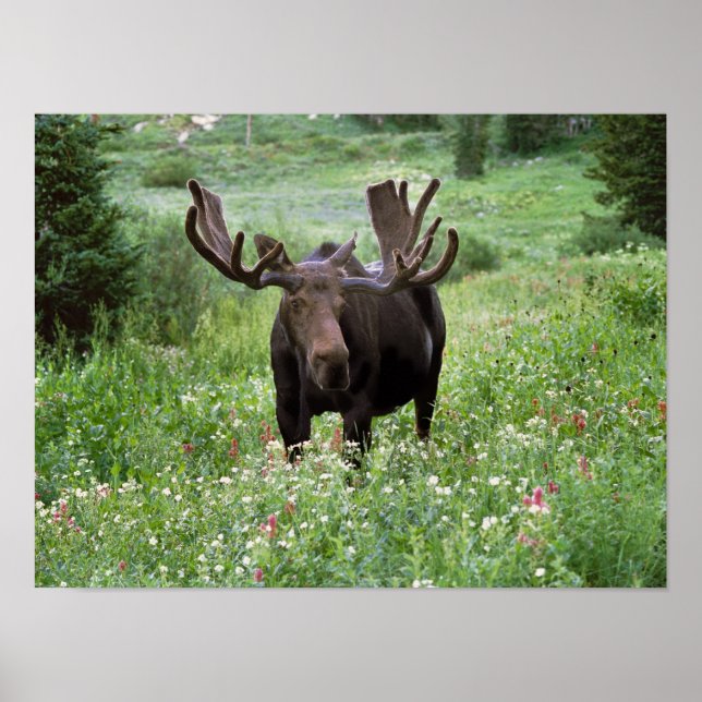 Póster Alce macho Alces alces) em flores silvestres, (Frente)