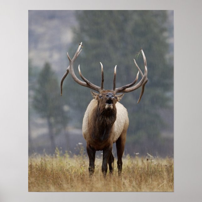 Póster Alce macho bramando, Yellowstone NP, Wyoming 2 (Frente)