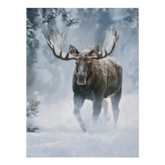 Póster Alce Macho Caminhando pela Neve Boreal
