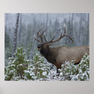 Póster Alce macho na neve chamando, buglando, Yellowstone