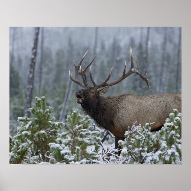 Póster Alce macho na neve chamando, buglando, Yellowstone (Frente)
