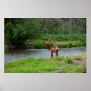 Póster Alce macho no National Bison Range, Montana 1