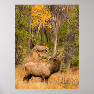Poster Alce macho   Parque Nacional das Montanhas Rochosa