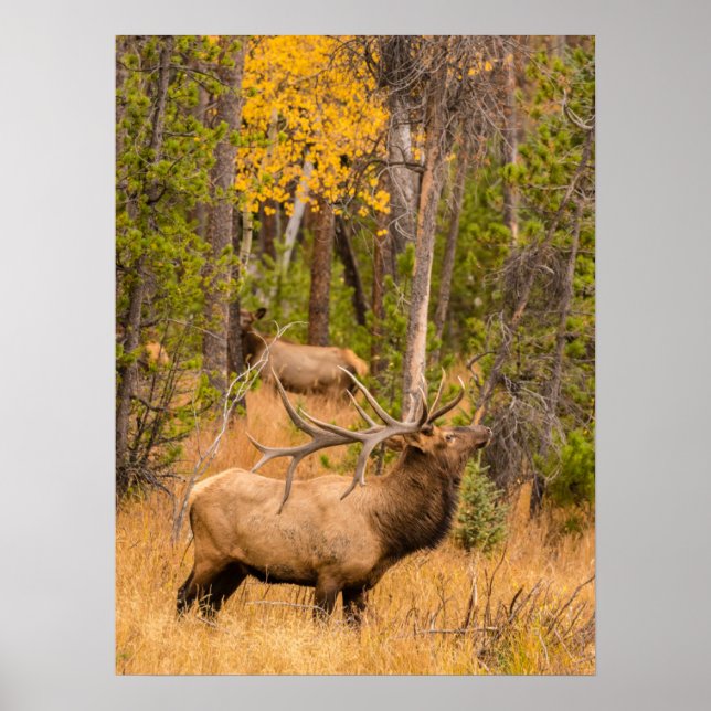 Poster Alce macho | Parque Nacional das Montanhas Rochosa (Frente)