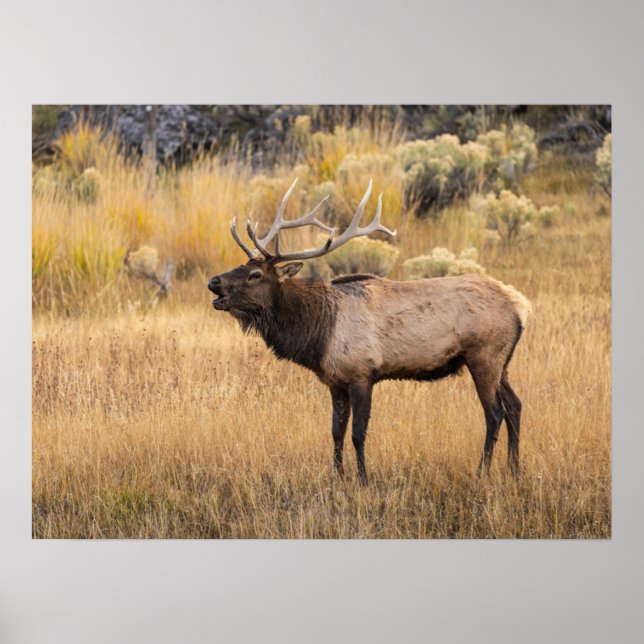 Poster Alce macho | Parque Nacional de Yellowstone (Frente)