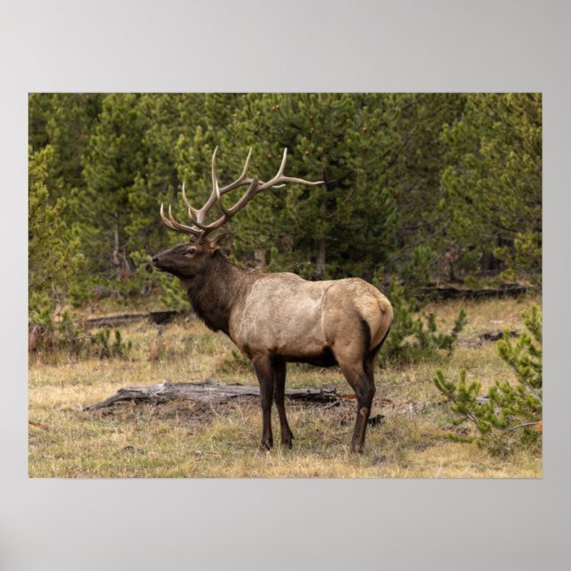 Poster Alce Macho Parque Nacional de Yellowstone, Wyoming (Frente)