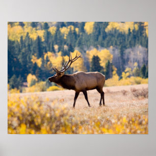 Póster Alce no Parque Nacional das Montanhas Rochosas, Co
