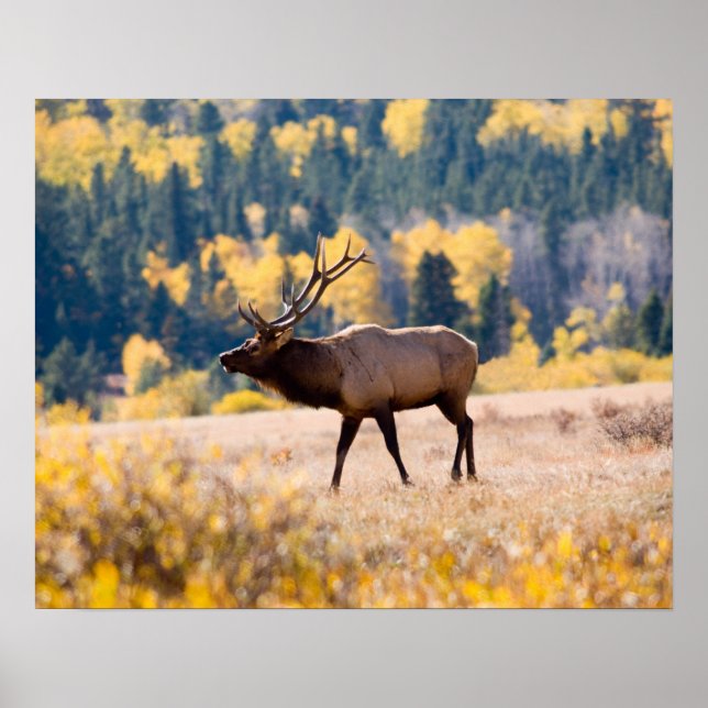 Póster Alce no Parque Nacional das Montanhas Rochosas, Co (Frente)