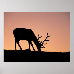Poster Alce Parque Nacional das Montanhas Rochosas, Col