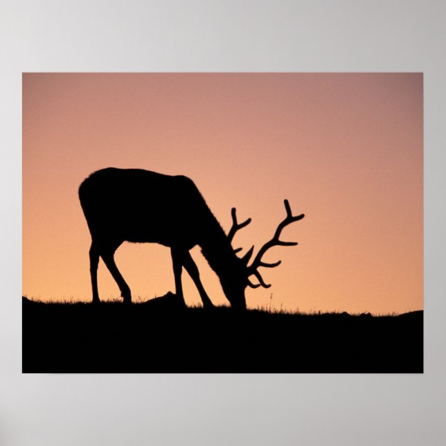 Poster Alce | Parque Nacional das Montanhas Rochosas, Col (Frente)