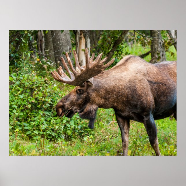 Poster Alce | Península de Kenai, Alasca (Frente)
