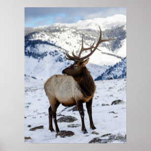 Poster Alce Touro Solitário na Neve   Parque Nacional de 