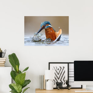 Poster Alcedo Atthis Martinete caçando água Luca Casale