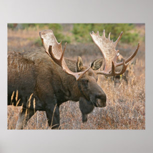 Póster Alces