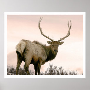 Póster Alces