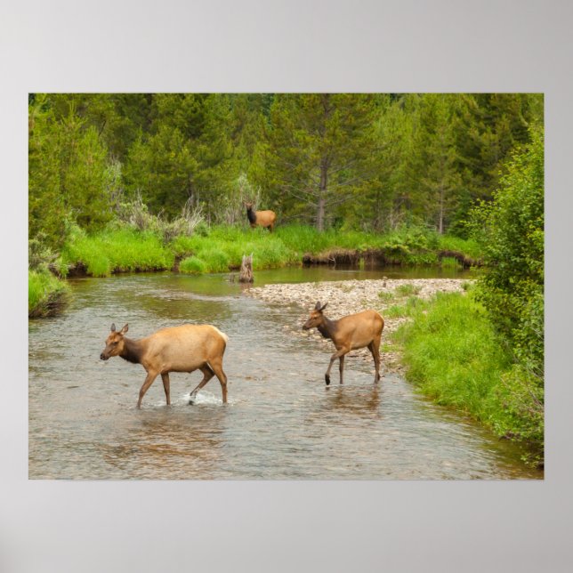 Poster Alces cruzando o rio Colorado (Frente)