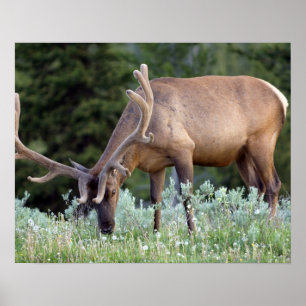 Poster Alces de Bull com os antlers no veludo que pastam