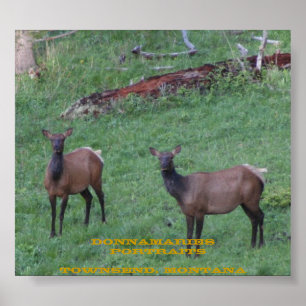 Póster Alces de Montana