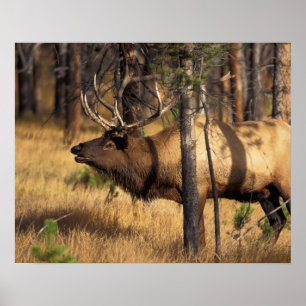 Poster alces, elaphus do Cervus, cornetins do touro no