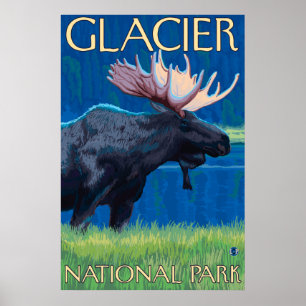 Póster Alces na noite - parque nacional de geleira, TA