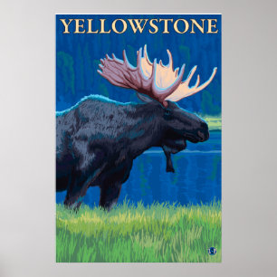 Póster Alces na noite - parque nacional de Yellowstone