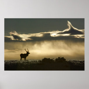 Póster alces no rmnp em ferradura do parque