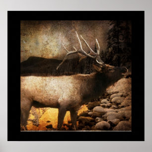 Póster Alces rústicos do touro da montanha da floresta d