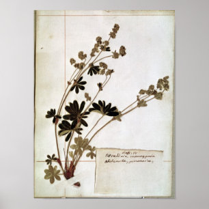 Póster Alchemilla, from a Herbarium