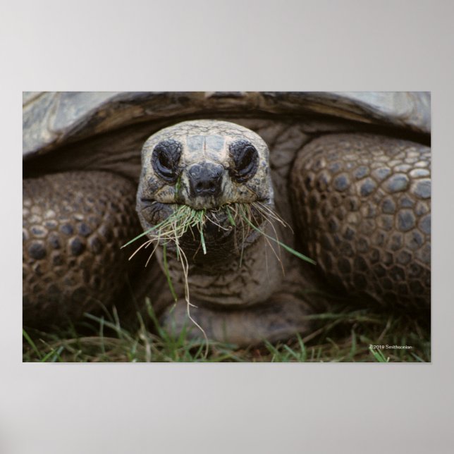 Poster Aldabra Tortoise Grazing (Frente)