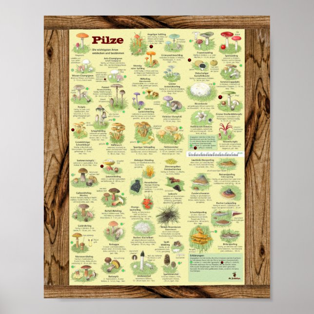 Poster " Alemanha: 2020 - Das große PILZe Bestimmungs- (Frente)