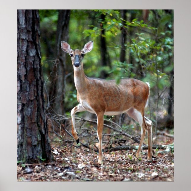 Poster Alerta (Frente)