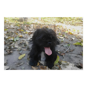 Póster Alerta de Cachorrinho Fofo