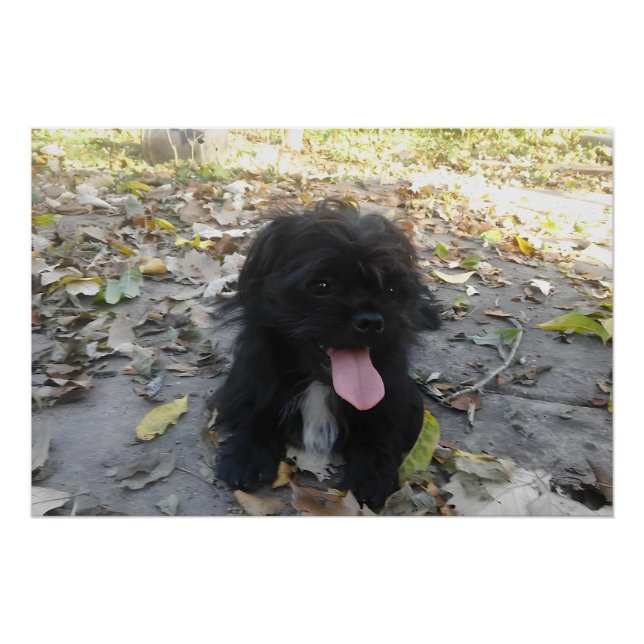 Póster Alerta de Cachorrinho Fofo (Frente)