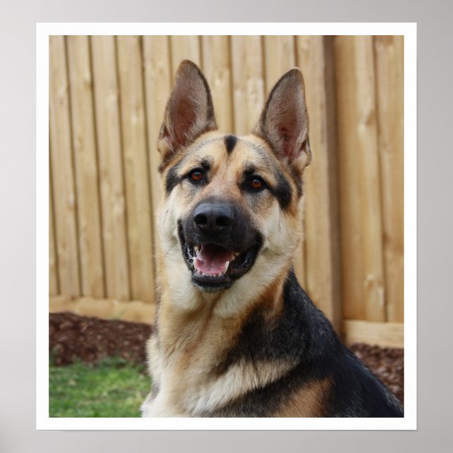 Póster Alerta de german shepherd (Frente)