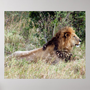 Poster alerta de leão