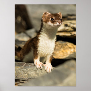 Poster Alerta Weasel