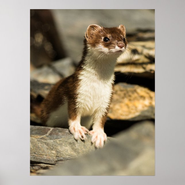 Poster Alerta Weasel (Frente)