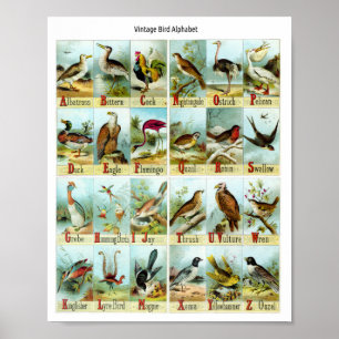 Poster Alfabeto de Pássaros Vintage