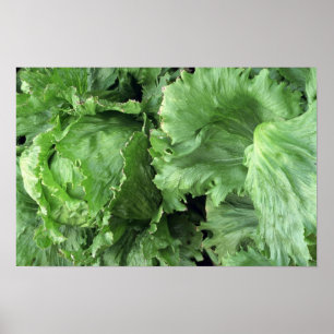 Poster Alface de iceberg saboroso