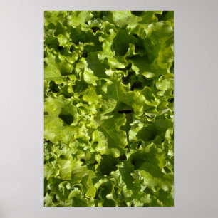Poster Alface verde