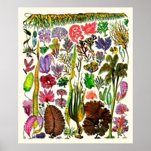 Poster Alga do ~ de Adolfo Millot