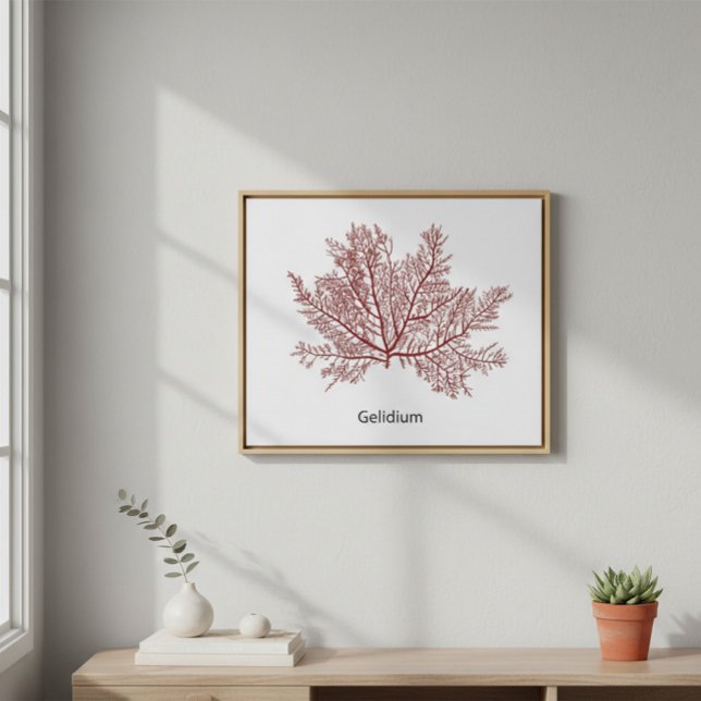 Poster Alga Gelidium Desenhada à Mão (Criador carregado)