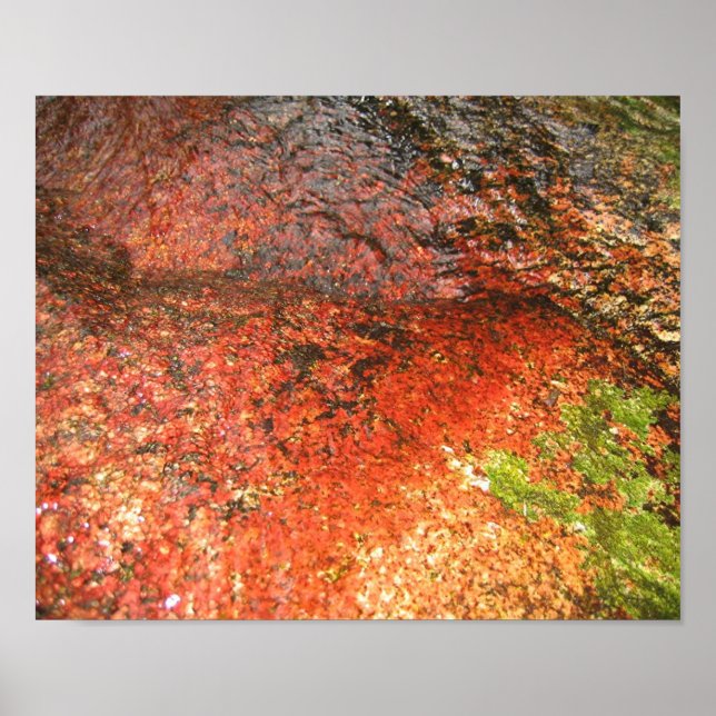 Poster Algae de Honduras (Frente)