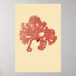 Poster Algas Presas Originais Terço De Quatro