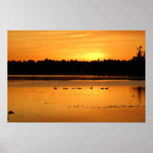 Poster Algo no Laranja - Patos