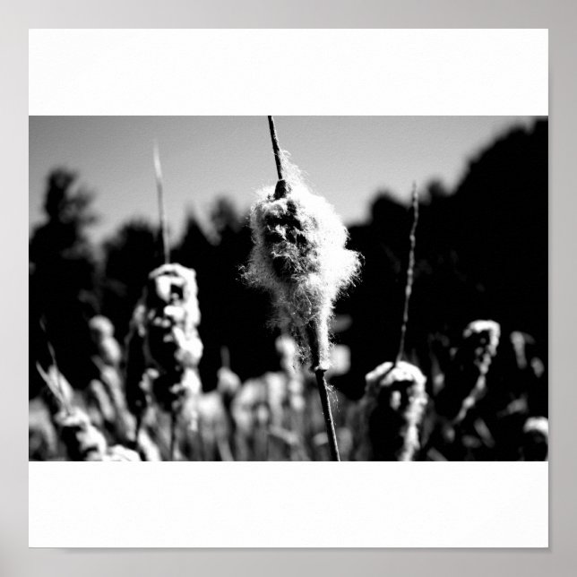 Poster Algodão (Frente)